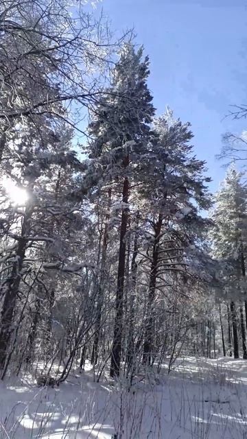 Зимний волшебный лес