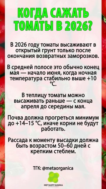 Когда сажать томаты в 2026 году