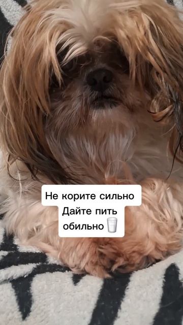 Улётная  кошка 🐱