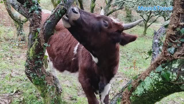 Край, где распускается мимоза, день 5 /Коровы в мандариновом саду смотреть онлайн