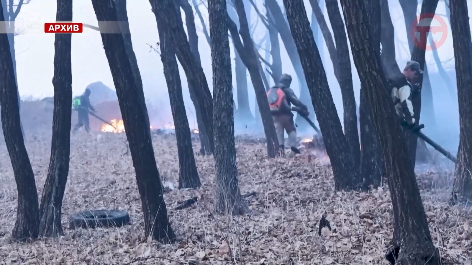 📸 Видеокамеры с элементами искусственного интеллекта появятся в Минлесхозе Приморья смотреть онлайн