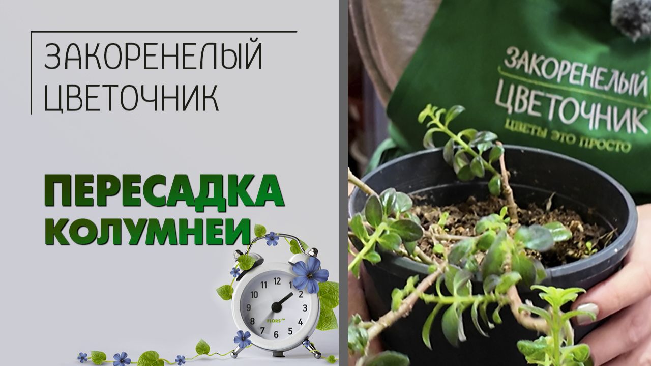 ПЕРЕСАДКА комнатного растения. Колумнея: как сделать за 15 минут пышное растение из одной ветки. смотреть онлайн