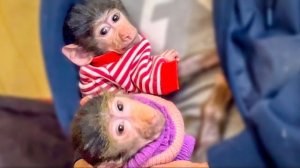 Маня может устроить скандал на ровном месте, даже сидя у Влада на руках)))