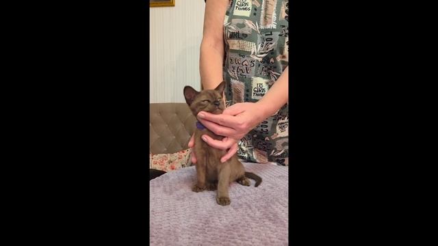 Котята питомника кошек СВЕЖЕЛИ