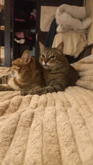 играю в майнкрафт первый день