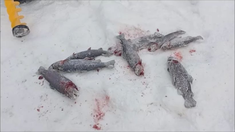 Обзор с Верхнего пруда. Клёвое место Лосиный остров. смотреть онлайн