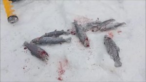 Обзор с Верхнего пруда. Клёвое место Лосиный остров.