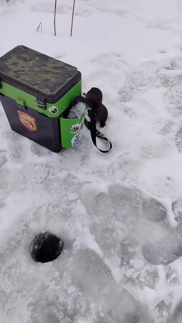 Хитрый гость на зимней рыбалке!
