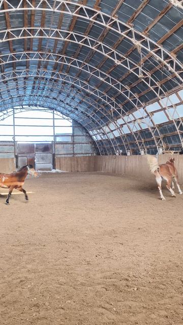 Каспер и Аквилон обожают дружить.