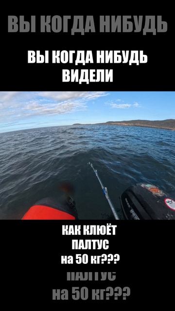 Палтус на 50 кг