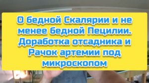 О бедной Скалярии и не менее бедной Пецилии. Доработка отсадника и Рачок артемии под микроскопом