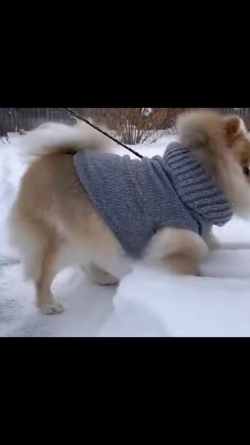 Животные и снег #игрысснежком #звери #дикоеприключение