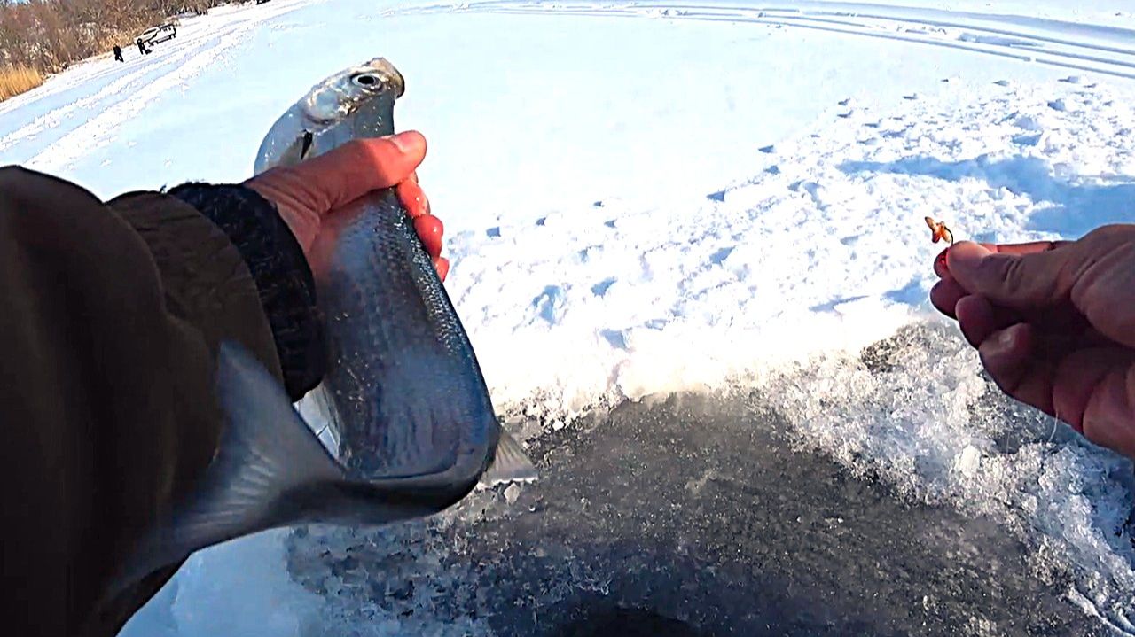 РЫБА САБЛЯ НА ГИРЛЯНДЫ!!! ЗИМНЯЯ РЫБАЛКА НА ЧЕХОНЬ смотреть онлайн
