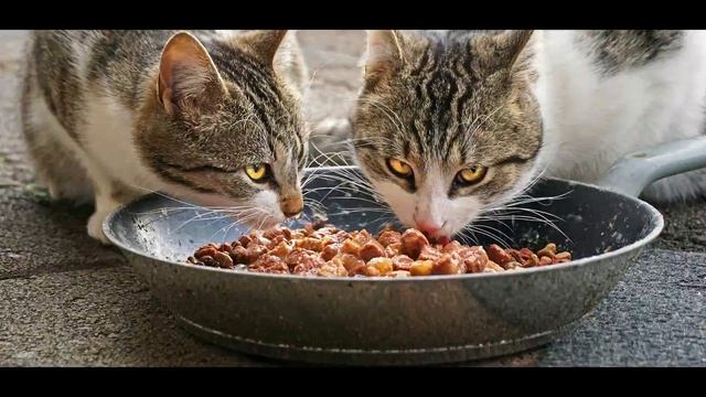 Кулинарные курсы