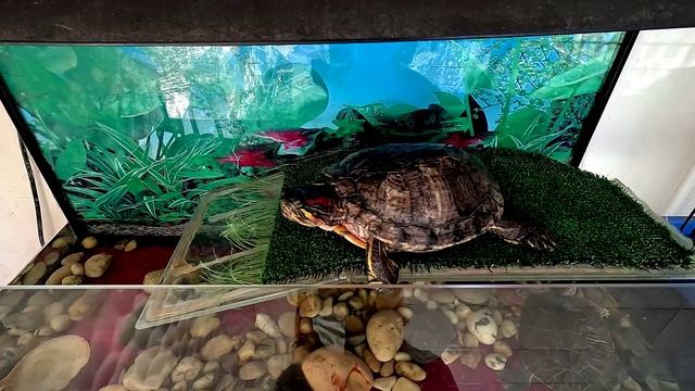 Тверской волонтерский проект -Жизнь одна- выиграл грант на 5,5 млн рублей смотреть онлайн