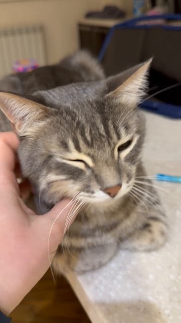 Милый котик на столе 🐱