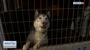 В Краснодаре в феврале пройдет плановый отлов бродячих собак