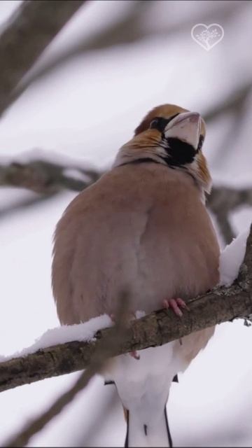Дубонос — мощный клюв и спокойный характер