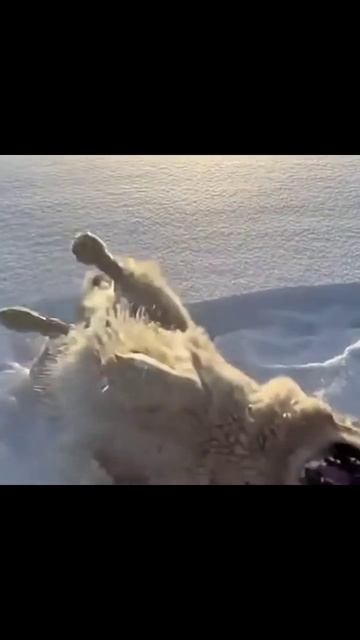 Собака в снегу #собака_и_природа #собачьи_радости #щенки_в_снегу #зимние_собачьи_игры Собака в снегу #собака_и_природа #собачьи_радости #щенки_в_снегу #зимние_собачьи_игры