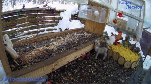 🔴 24 LIVE Главная Кормушка