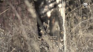 Егеря Карачаево-Черкесии подкармливают диких зверей в зимнем лесу