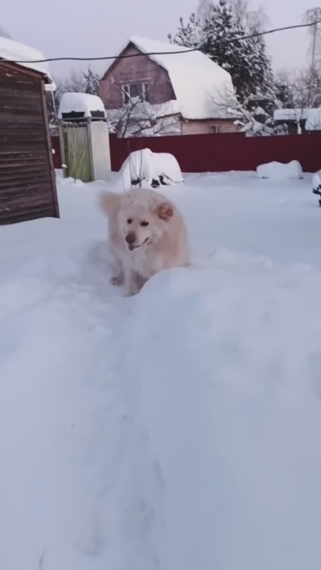 Ричик в сугробе ❤️👍