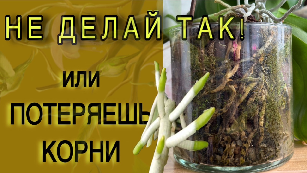 2 литра ЗАМОРОЖЕННЫХ КОРНЕЙ орхидей