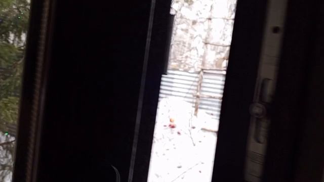 красивые белки