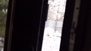 красивые белки