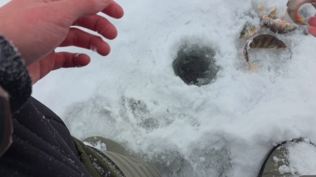 ЭТОТ БОЧАГ ЗАБИТ ОКУНЕМ! РЫБАЛКА НА БЕЗНАСАДОЧНУЮ МОРМЫШКУ! 🐟