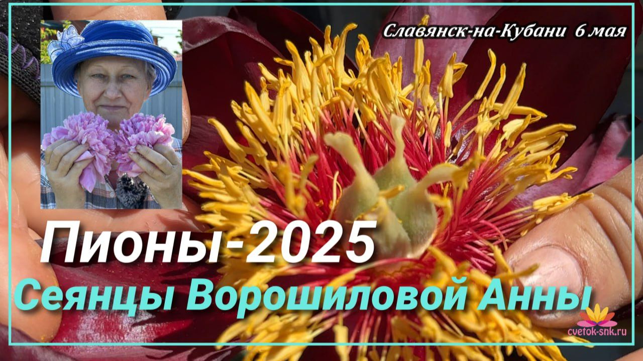 СЕЯНЦЫ АННЫ ВОРОШИЛОВОЙ-7 ЧАСТЬ/САД ВОРОШИЛОВОЙ