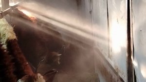 Бык разгромил стенку.Дорогая покупка.