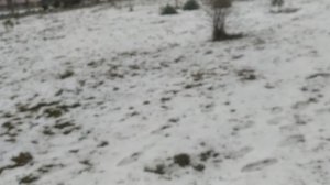 2 часть следим за алие