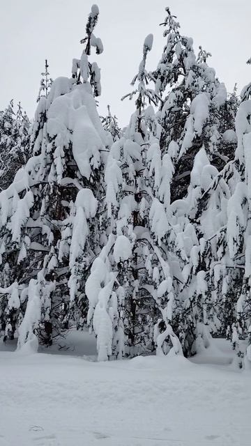 Вечерняя прогулка по лесу ( 6 февраля)
