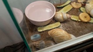 Выставка! Улитки Ахатины! #выставка