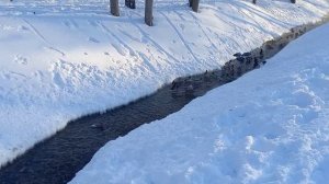 Как морозы повлияли на уток, оставшихся зимовать в Воронеже