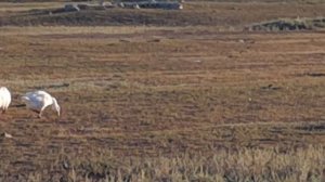 Воспоминание о лете.Сельские зарисовки.