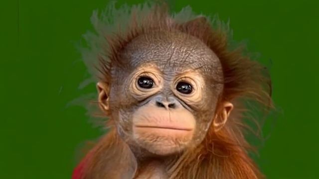 Смешная обезьянка 04_encoded