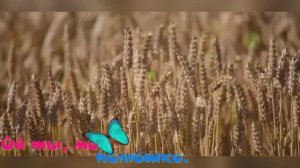 Ой ты, моё полюшко.