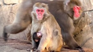 У нас новая радость мы с Ангелиной и Степой приехали посмотреть на РОДИВШУЮСЯ ОБЕЗЬЯНКУ!!!