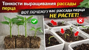 Тонкости выращивания рассады перца, о которых все молчат!