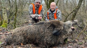 С полем! Охота на кабана и оленя в Смоленской области.