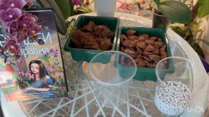 Пересадка орхидеи пошагово: все секреты и тонкости ухода