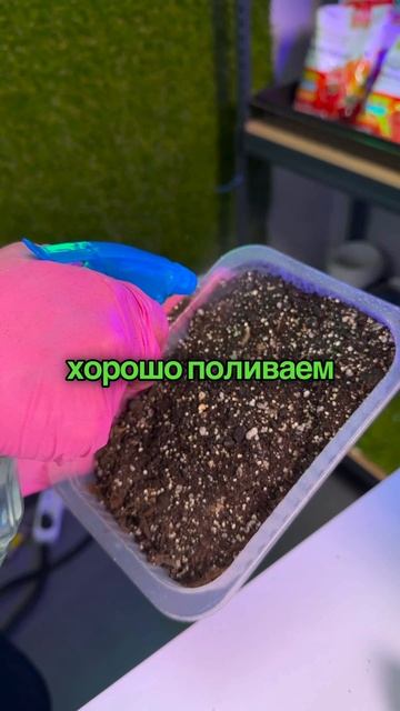 Как вырастить имбирь из магазина смотреть онлайн