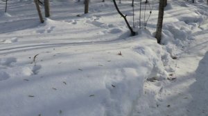 По пр. Комсомольскому и в Кузбасском парке(следики зайчиков)