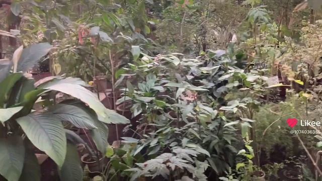 Море зелени