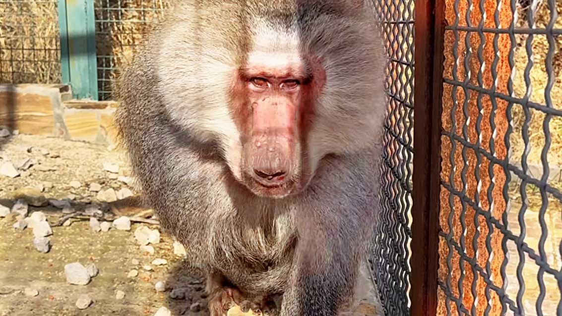 Дед ПОГНАЛ Пэдро, что это было? Шубы ГАМАДРИЛОВ - у кого пышнее? А Пэдро - ЖИРТРЕСТ, наел бока! ДОМ2 смотреть онлайн