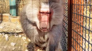 Дед ПОГНАЛ Пэдро, что это было? Шубы ГАМАДРИЛОВ - у кого пышнее? А Пэдро - ЖИРТРЕСТ, наел бока! ДОМ2