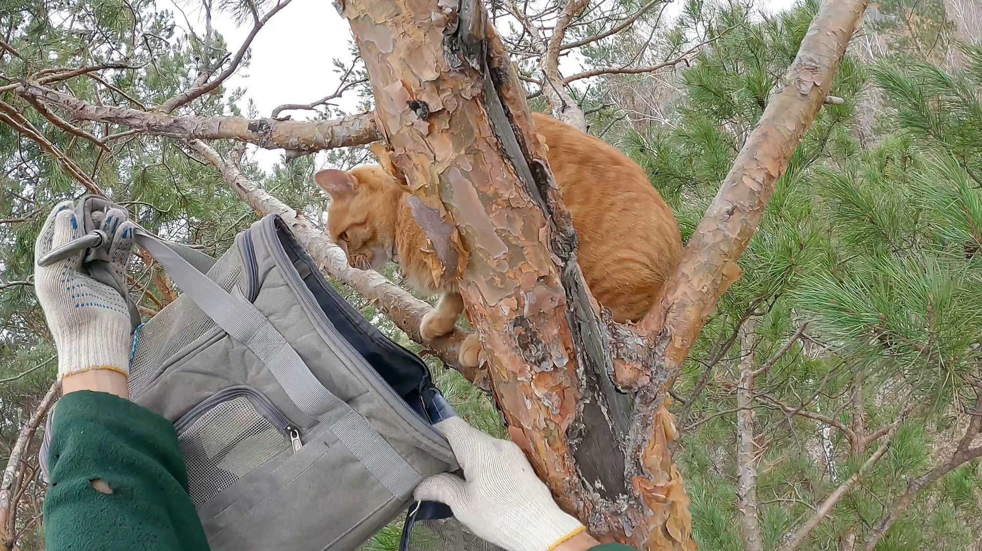 Зефир опять Зефир опять