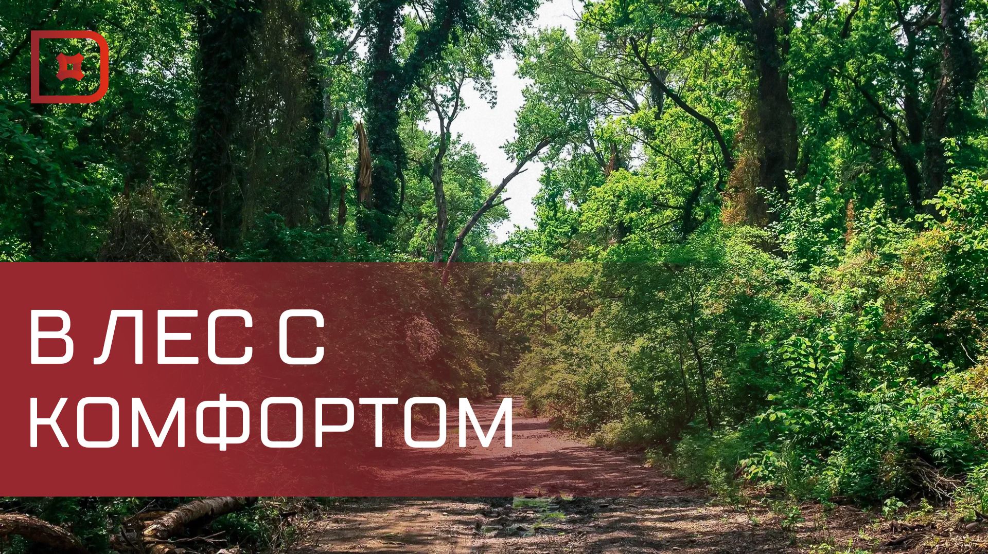 Скоро путь к уникальному Самурскому лиановому лесу станет быстрым и безопасным смотреть онлайн